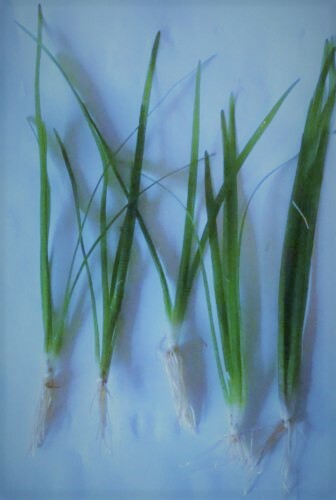 Sagittaria subulata grass - ,