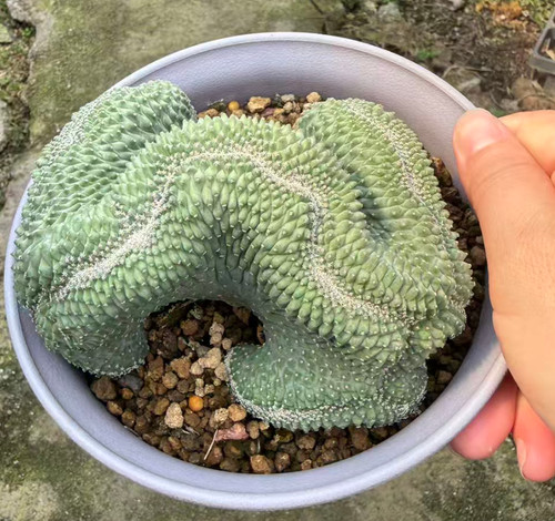 Sale rare plant - rare,