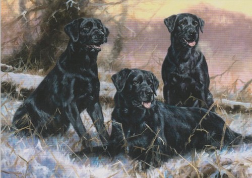 Black labrador adult dog - adult,