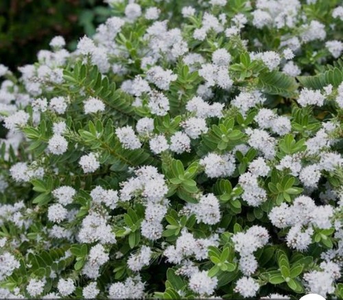 Hebe veronica flowering - veronica, garden