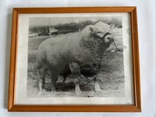 Framed 8 x 10 Photo MASSIVE