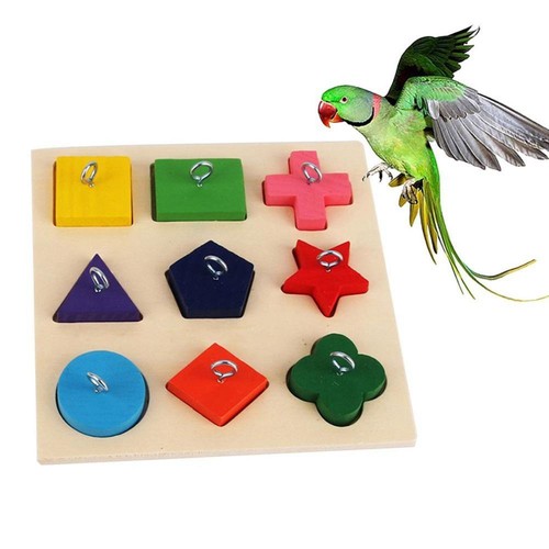 Birds parrot swing - parrot,