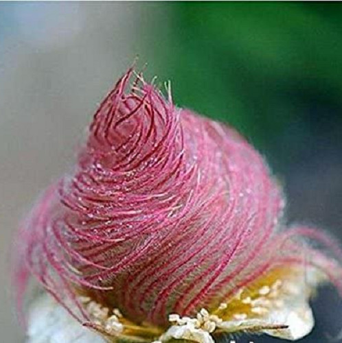 Seeds flower prairie - 50,