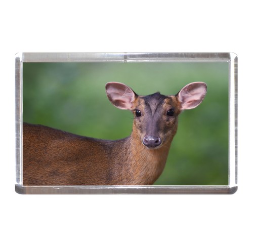 Fridge magnet muntjac deer - muntjac,