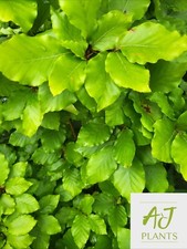 Fagus sylvatica common beech - fagus,