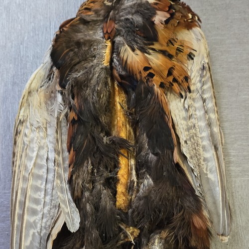 Pheasant skin pelt - skin,,