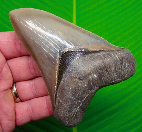Megalodon shark tooth - 4.43,