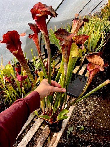 Sarracenia asbo carnivorous - sarracenia,