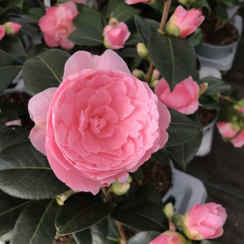 Camellia waterhouse 2 - camellia, |