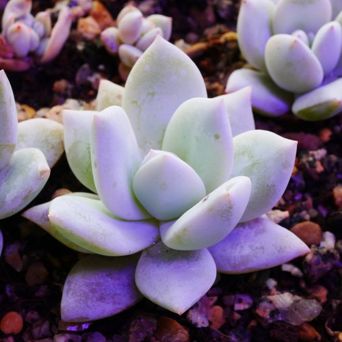 Echeveria sang 4cm plant - 4cm,