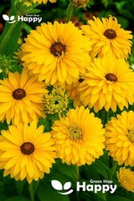 Rudbeckia 'Golden Daises' 100