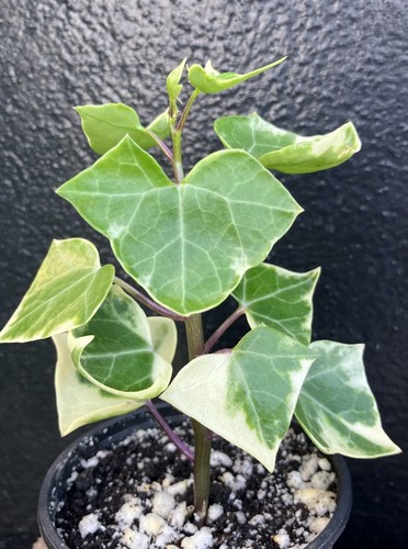 Senecio macroglossus - senecio,