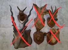 Bargain Bundle Antique Hare Rabbit Fox Taxidermy Natural History Curio 