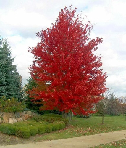 Acer freemanii autumn blaze - acer,
