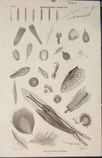 Original Old Antique Print *43 Popular Encyclopedia Microscopic Objects