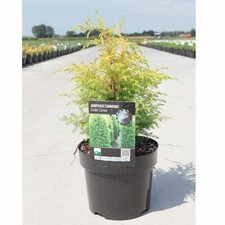 Juniperus communis, 'Gold