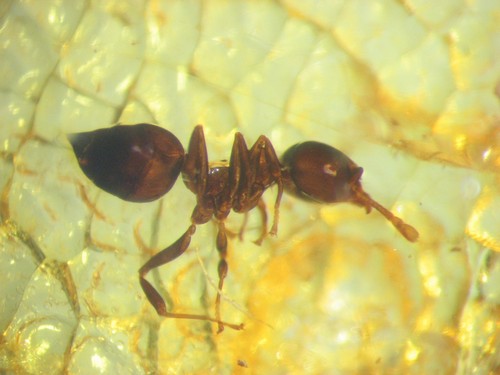 Pliocene amber kenya africa - amber,