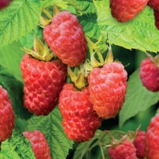 Raspberry (Rubus) Sweet