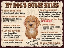 Labradoodle Puppy My Dog's