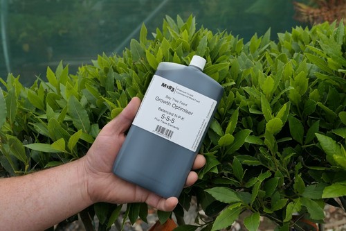 Premium m183 bay tree - bay,