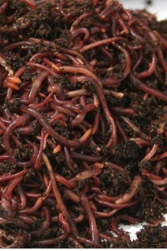 Live red wigglers composting - live,