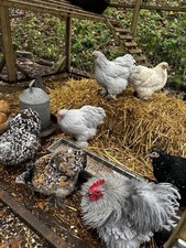 Bantam Chicken Eggs – Mixed