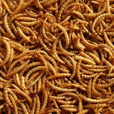Hungry Wings Dried Mealworms - Wild Bird Food Feed
