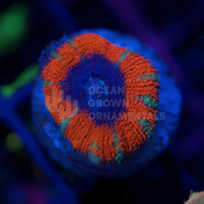 ✨🔥 NEON Superman Acan |