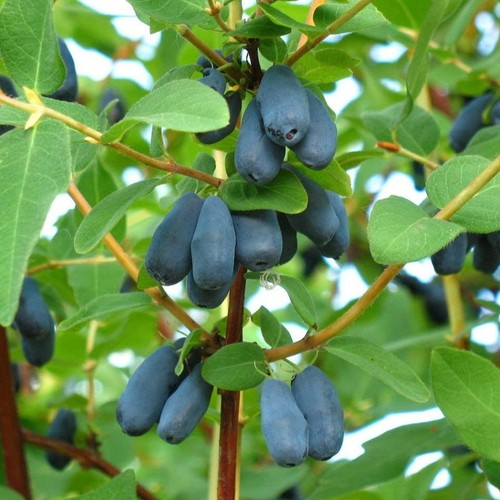 Lonicera caerulea honeyberry - lonicera,