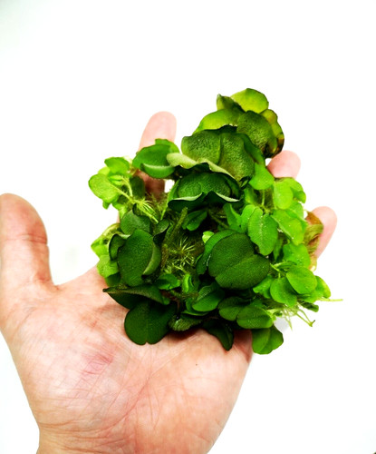 Salvinia natans floating plant - floating,