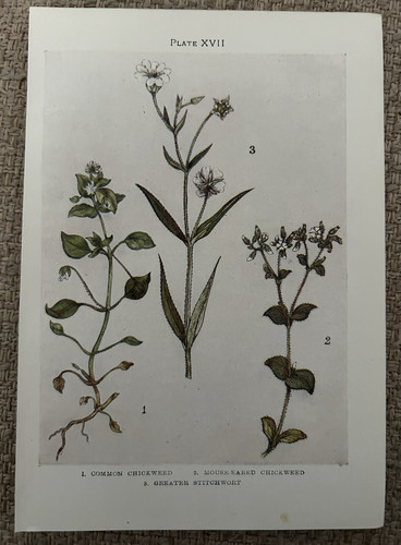 Antique print chickweed - antique,