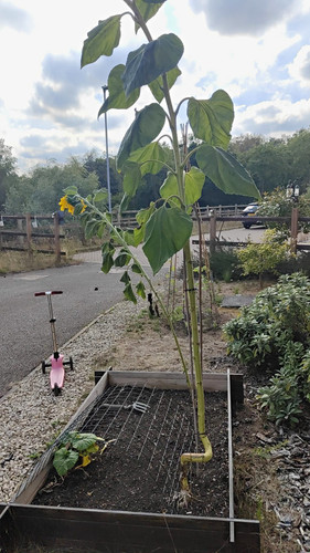20x giant mongolian sunflower - 20x,