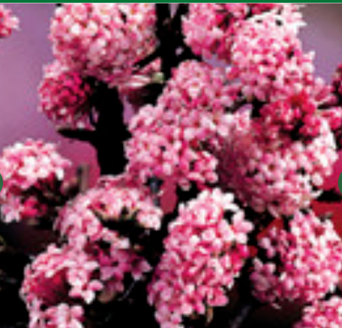 Viburnum bodnantense dawn - viburnum,