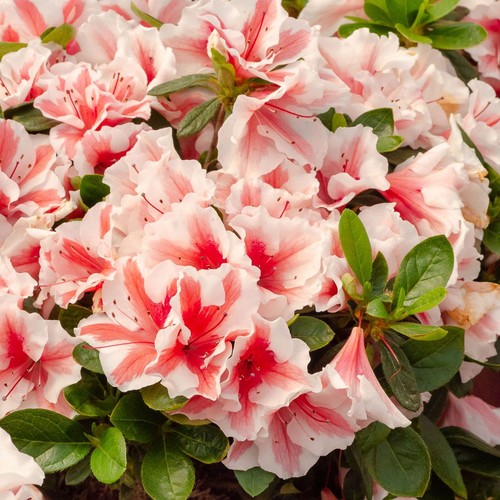 Azalea encore autumn - encore, starburst