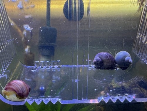 Mystery snails you pick - 3,