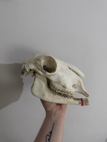 Sheep skull nature - sheep,