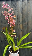 NEW Oncidium Rosy Sunset IN FLOWER, Large