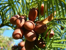 CEPHALOTAXUS FORTUNEI tree