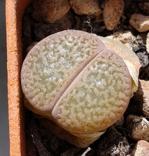 Succulent |Lithops hookeri v