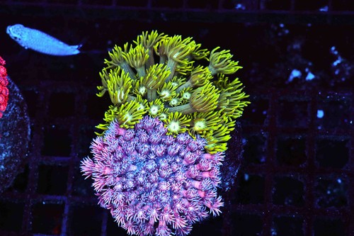 Pink and green goniopora coral - pink,