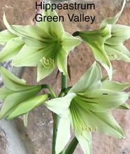 “SALE”  Hippeastrum