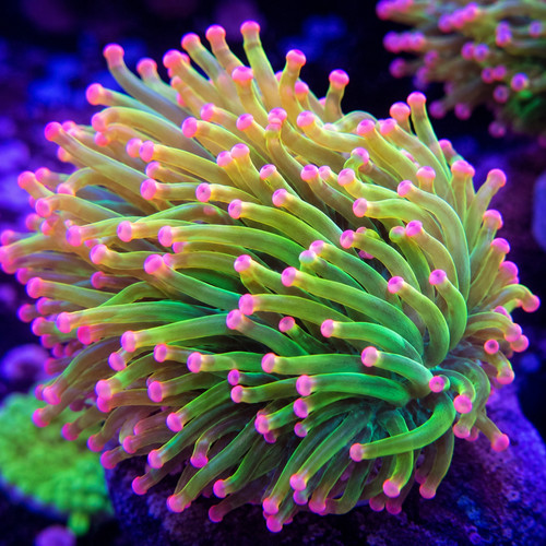 Cotton candy torch coral - torch, –