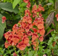 6 X Unusual Diascia