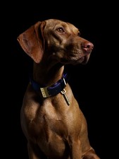 Buster + Punch Dog Collar -