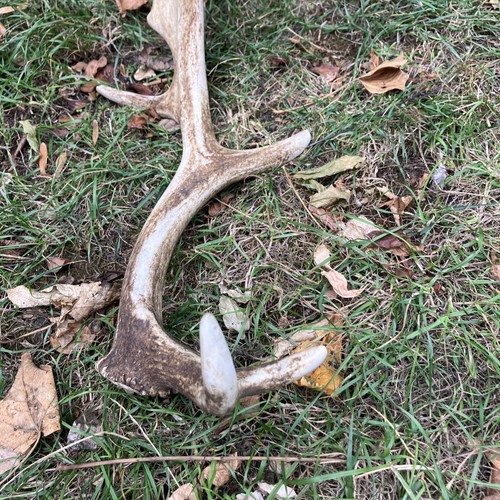 Fallow antler naturally shed - fallow,