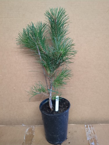 Scots pine tree plant - pine,