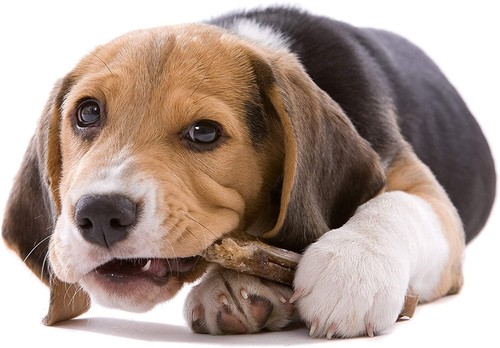 Rawhide all natural chew - rawhide,