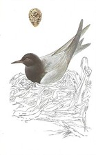 Vintage bird print, book