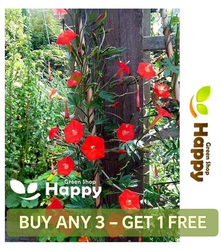 Cypress vine cardinalis red - cypress,