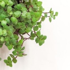 5x Tradescantia Callisia Repens Creeping Inchplant Trailing Houseplant Fresh Cut